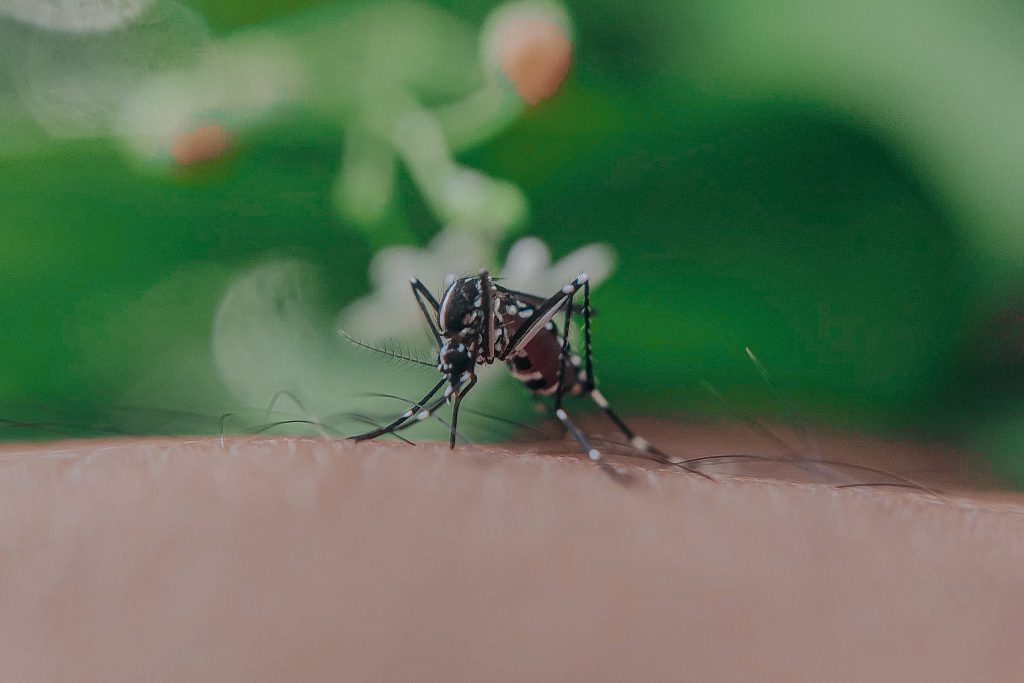 How to Keep Mosquitoes at Bay: Effective Strategies for a Bite-Free Summer