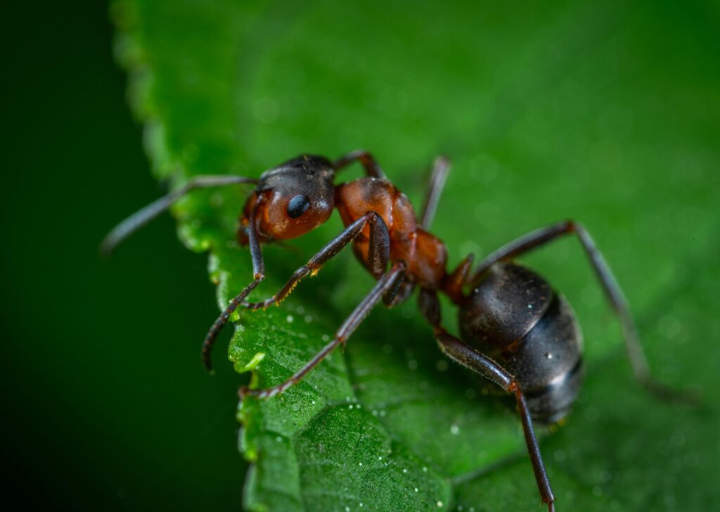 Effective Ant Control Solutions: Keeping Your Home Ant-Free with MetroVan Pest Control