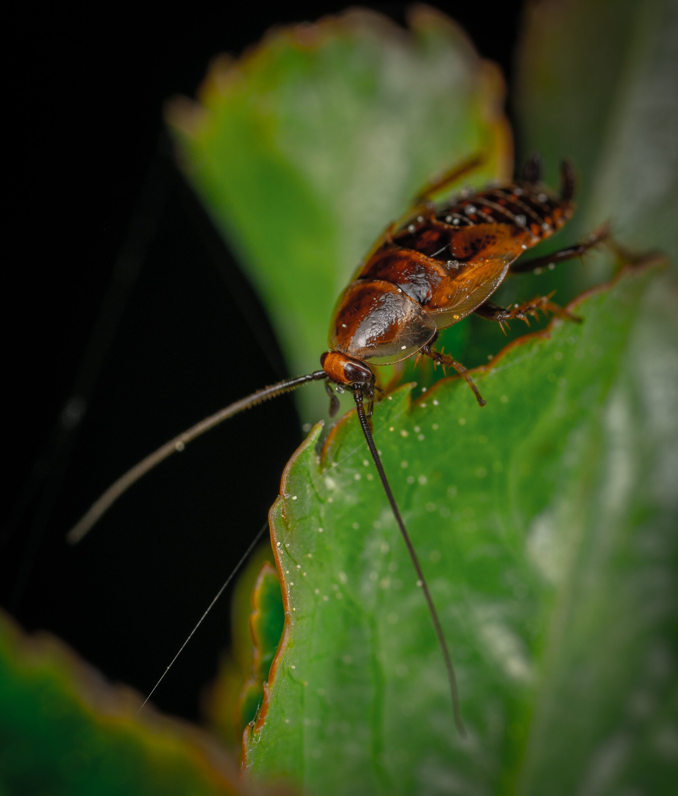 Cockroach on a kitchen counter – effective pest control solutions for homes