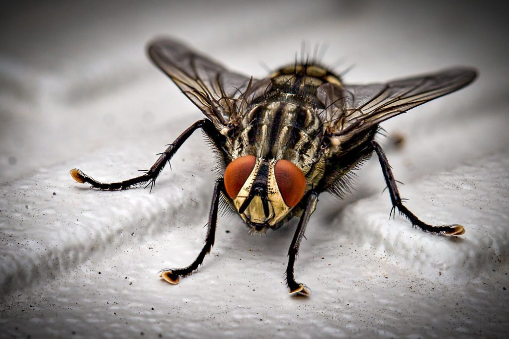 Flies Control Service in Vancouver - MetroVan Pest Control