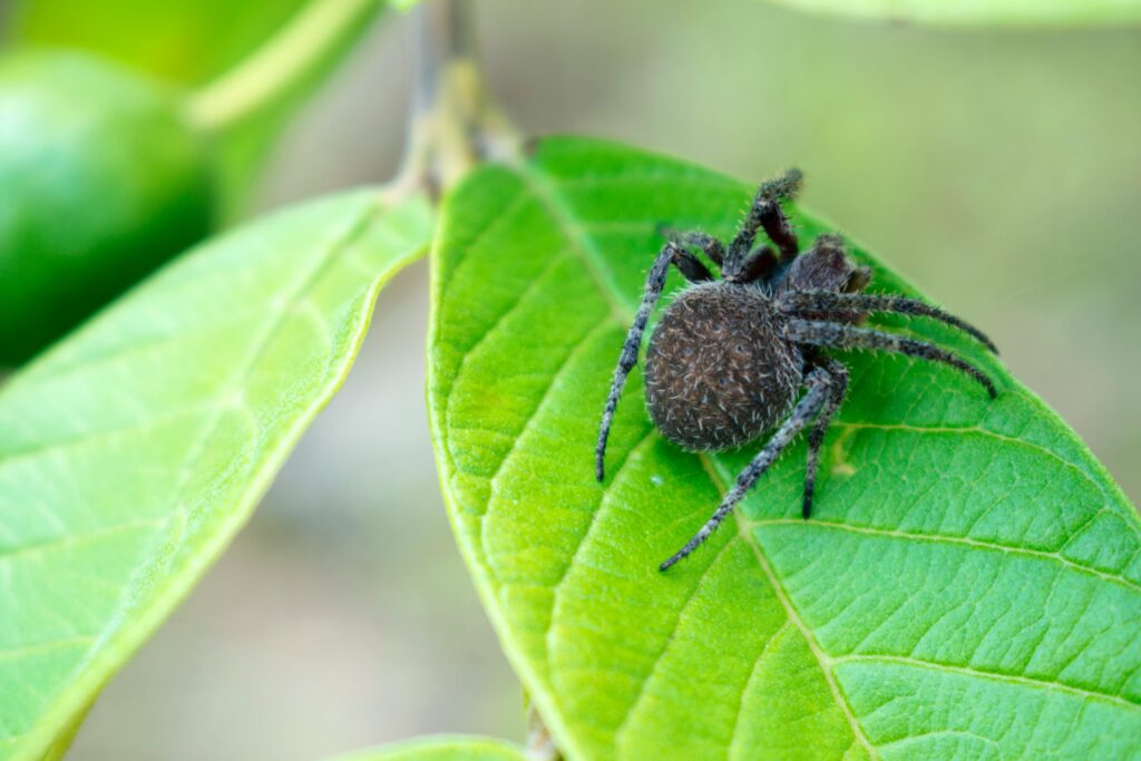 Spider Control Services in Surrey