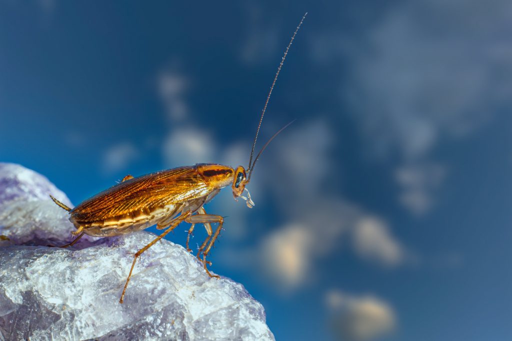 Cockroach Pest Control Services in Vancouver - MetroVan Pest Control