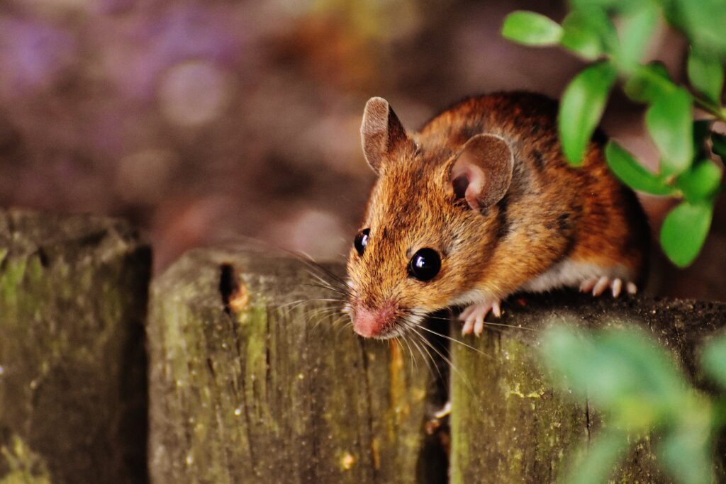 MetroVan Pest Control technician sealing entry points to prevent rodent infestations