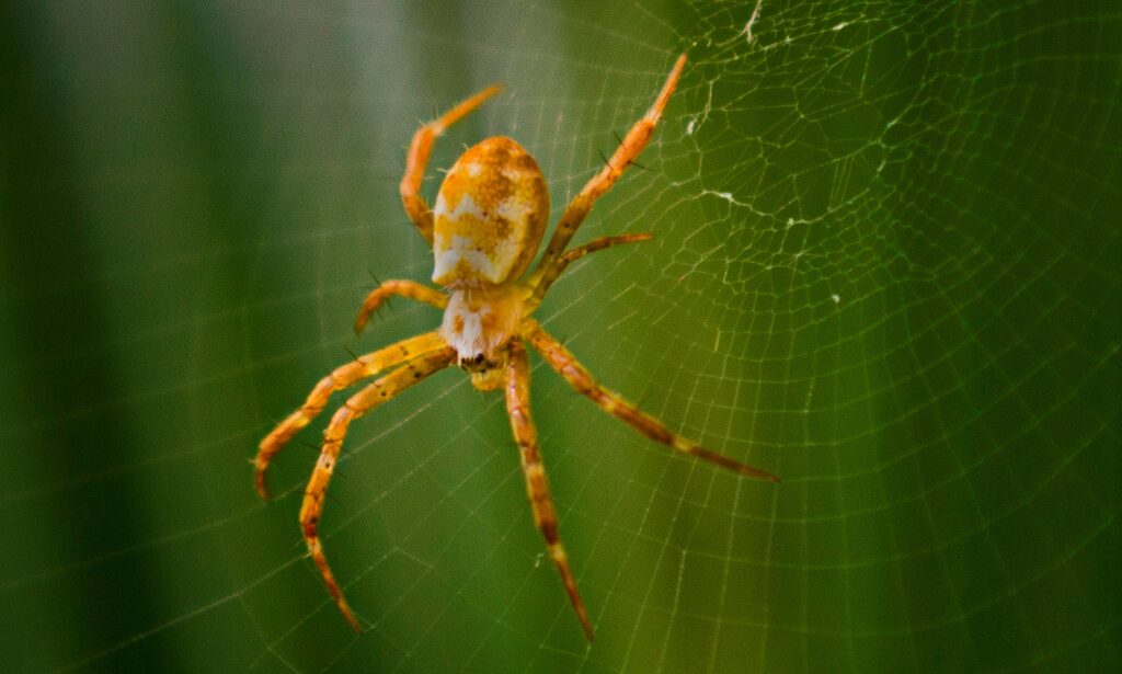 Spider in a corner – professional spider control services to keep your home spider-free.