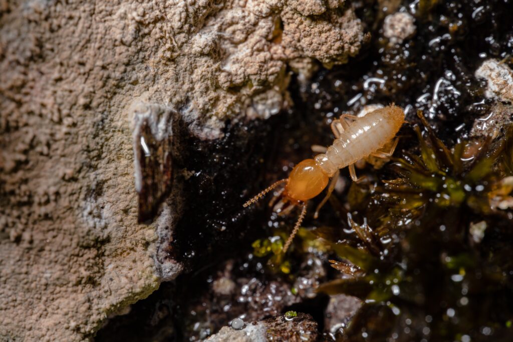 5 Warning Signs You Need Termite Control in Vancouver
