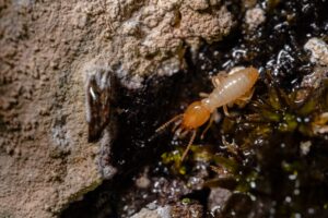 Technician inspecting for termites – expert termite control service in Vancouver