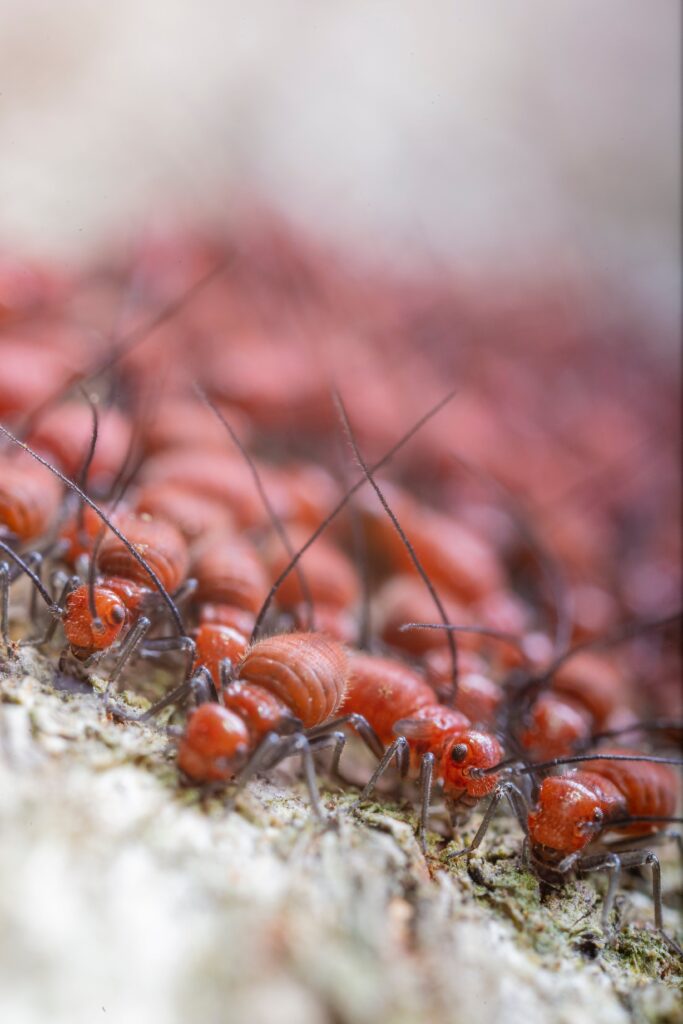 Technician inspecting for ants – expert termite control service in Delta