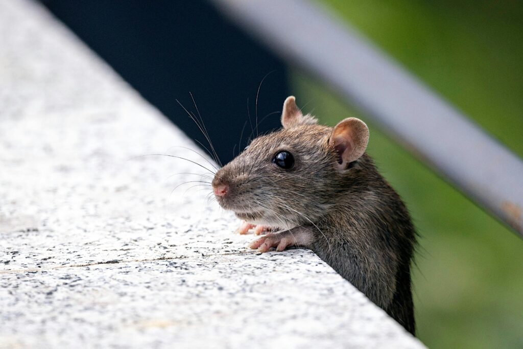 Fall Rodent Control: Protect Your Home This Season