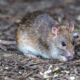 How to Prevent a Rodent Infestation in Your Home