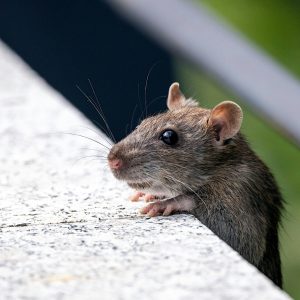 Effective Rodent Control Tips for Fall | Prevent Infestations & Protect Your Home Rodent control techniques for fall prevention: sealing entry points and setting traps in a home environment.