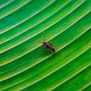 Professional Ant Control Services in Metro Vancouver – MetroVan Pest Control Ant control services in Metro Vancouver by MetroVan Pest Control