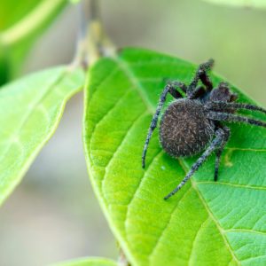 pest-control-service Spider Control Services in Surrey
