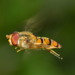 Wasp Control Services | Expert Wasp Removal & Prevention Wasp nest on a building – professional wasp control services for safe removal.
